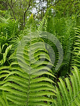 Green ferns in the forest