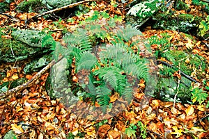 Green ferns in the forest