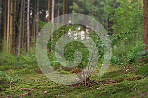 Green Ferns in the forest in the season autumn photo