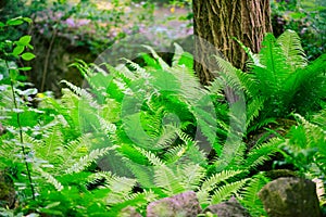 green ferns in the forest. spring time