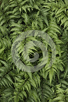 Green Ferns in a Garden Bed Vertical