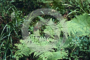 Green ferns leaves background in sunlight.. Dark autumn or summer Forest. Mountains hills landscape. Adventure Travel Concept