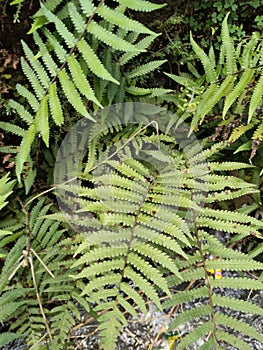 green ferns live in humid places