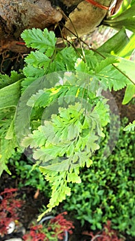 Green ferns on tree in tropical garden