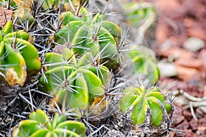 Green Ferocactus robustus plant in close-up at a tropical botanic garden.