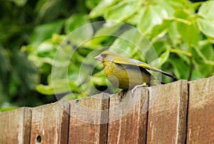 A green fich sat on a garden fence