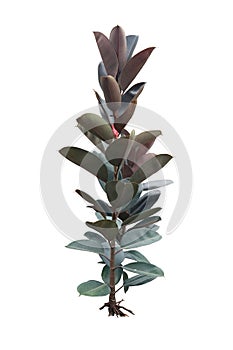 Green Ficus elastica plant