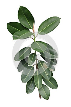 Green Ficus elastica plant Rubber Plant, Assam RubberTropical foliage