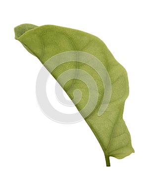 Green ficus lyrate leaf isolated