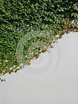 Green Ficus pumila or ivy leaves on white wall background. Copy space for text. Great for any use.