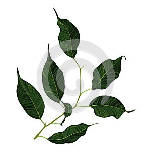 Green ficus rubber plant branch leaf vector art