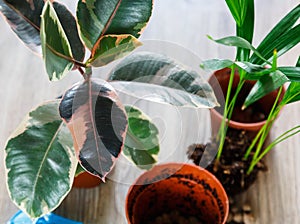 Green ficus tree with big bright leaves in the pot after repotting next to other plants on the table. Green home flowers
