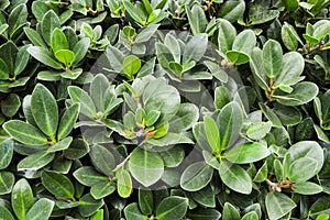 Green ficusannulata blume tree in garden