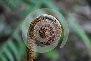 Green Fiddle-head of fern with brown whisker