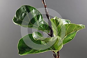 Green fiddle leaf fig `Ficus Lyrata` plant with big healthy leaves photo