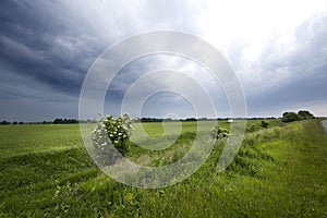 Green field