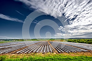 In a green field against a greenhouse sky