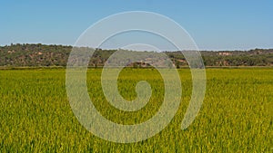 Green field, Alentejo region, South of Portugal