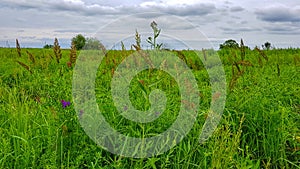 Green field amond cloudy sky