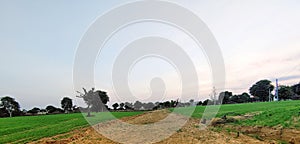 Green field around a way