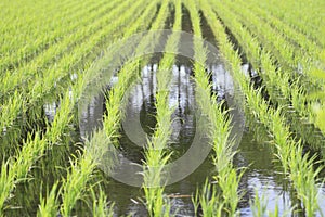 Green field, Asia paddy field