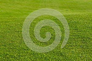 Green field background