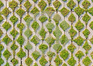 Green field background in textured concrete on pathway.