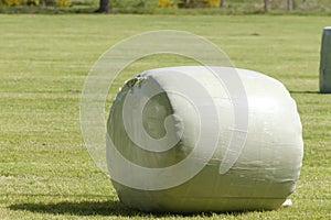 Green field with bale of hay, wrapped in green plastic. In the spring sunlight