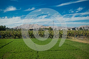 Green field and Banana tree plantation, Egipt