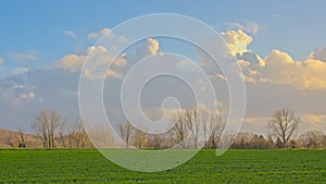 Green field with bare trees under a colorful winter sky in the flemish countryside photo