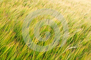 Green Field of Barley Crop Texture