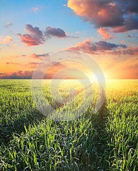 Green field barley at sunset