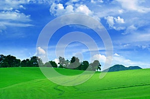 Green field on a beautiful day