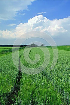 Green field on a beautiful day
