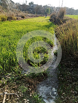 Green field with best srounding