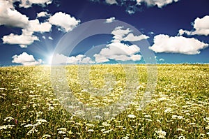 Green field with blooming flowers and blue sky