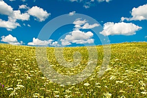 Green field with blooming flowers and blue sky