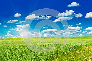 Green field with blooming flowers and blue sky