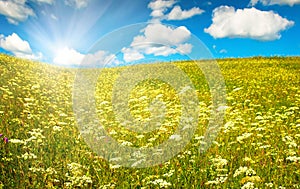 Green field with blooming flowers and blue sky