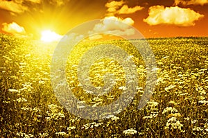 Green field with blooming flowers and red sky