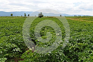 Green field with blossoming potato plants