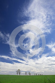 Green field, blue skies, white clouds in spring