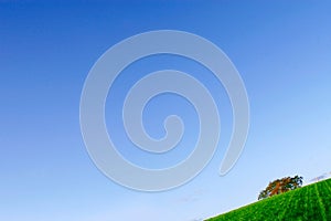 Green field and blue sky