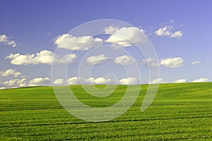 Green Field and Blue Sky