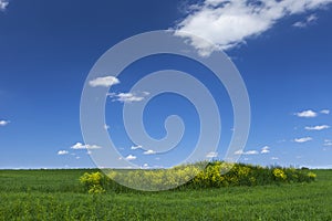 Green field with blue sky