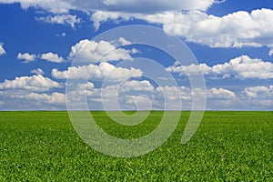 Green field and blue sky