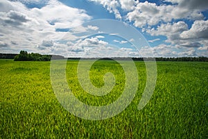 Green field and blue sky. Beatiful green field with blue sky.