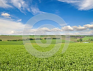 Green field and blue sky with clouds