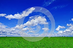Green field with a blue sky with clouds