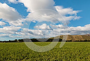 Green field with blue sky and clouds